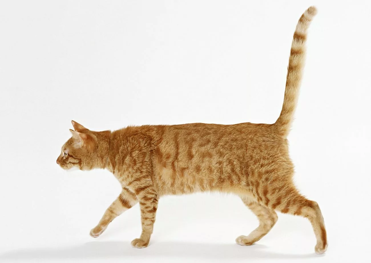 Free ginger shorthair cat image
